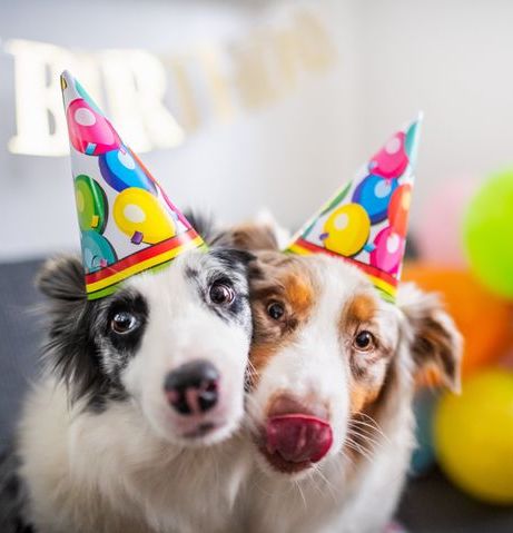 Let's Paw-ty!
