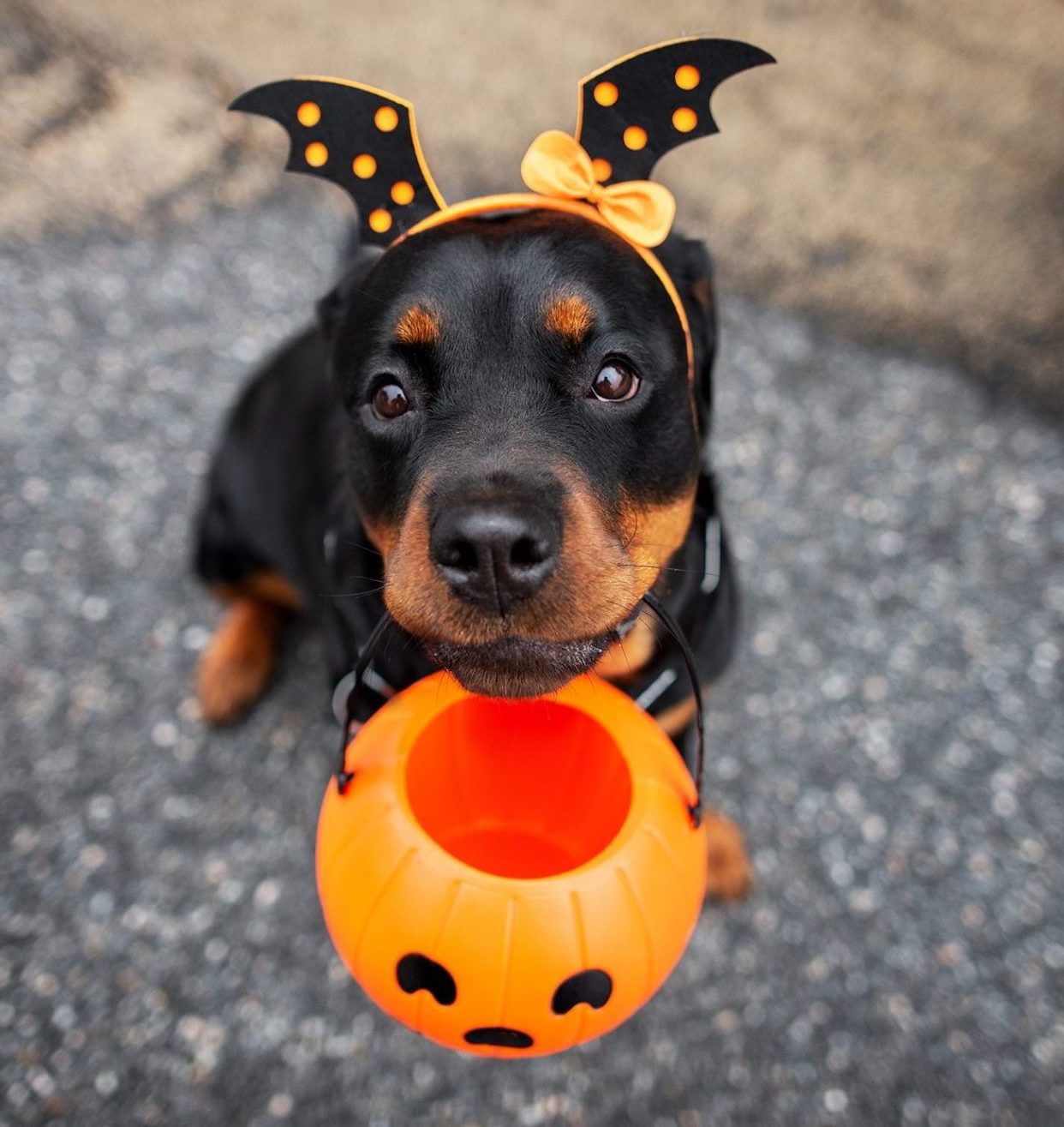 Howl-loween Season