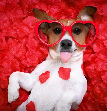Woof U Be My Valentine?